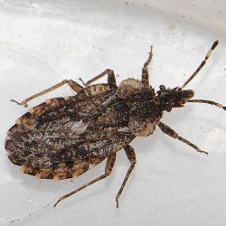 Aradus betulae